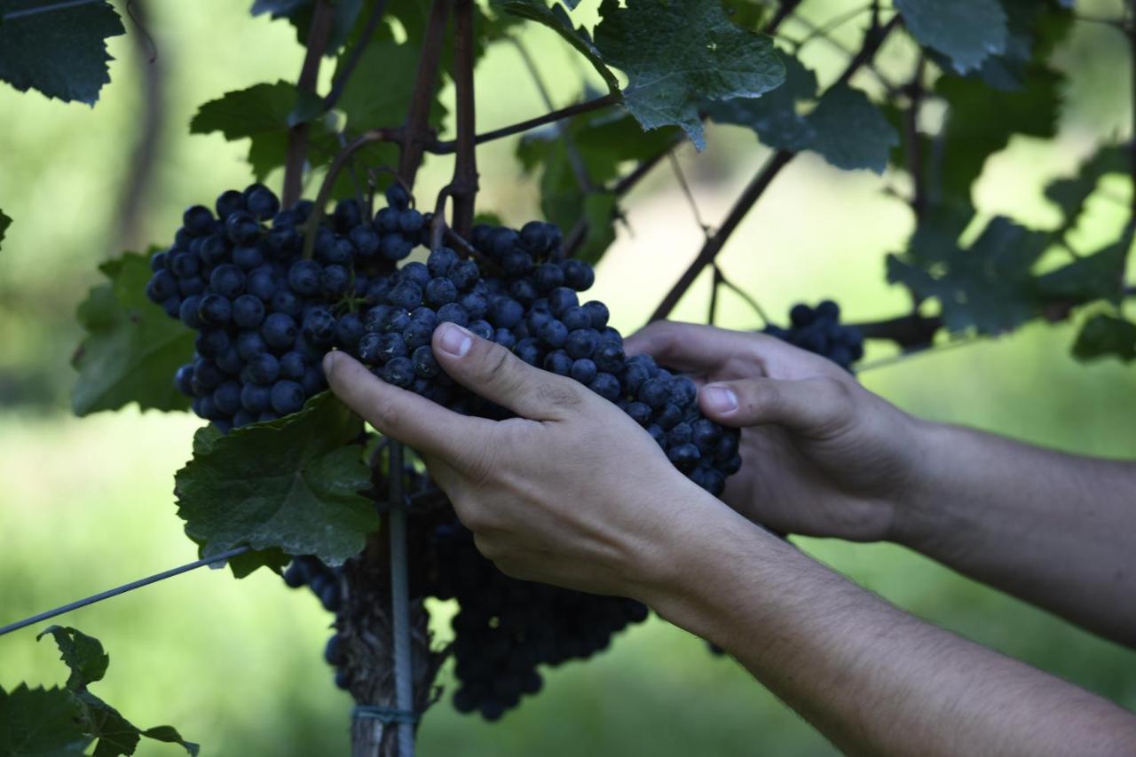 Winzerhof Kiss Ξενοδοχείο Jois Εξωτερικό φωτογραφία